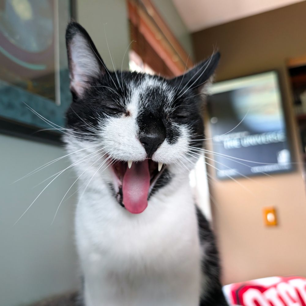 Smudge is, like, totally sticking his tongue out, man