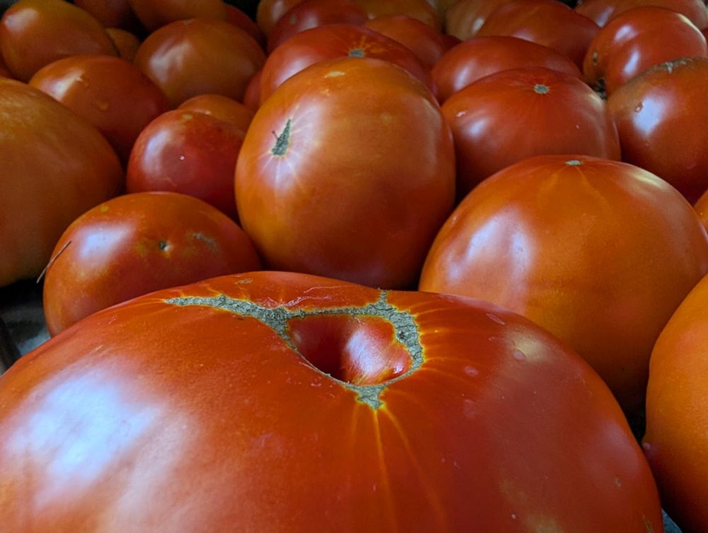 The tomatoes are red and ripe and ready to be eaten