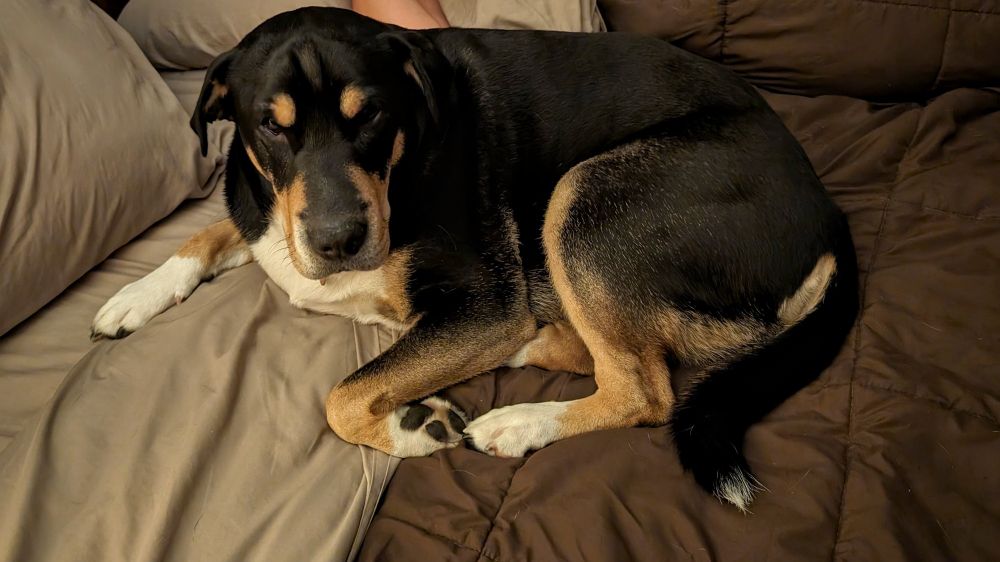 It was Charlie, she was on the bed, which she knows she's not supposed to be on LOOK INTO HER EYES SHE KNOWS SHE'S TRANSGRESSED