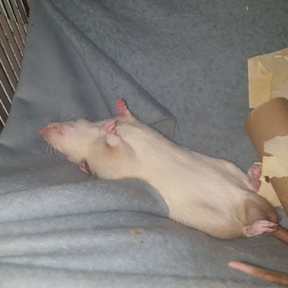 stupid boy rat sleeping on his back & making me think he dead. Idiot rat. So rude.