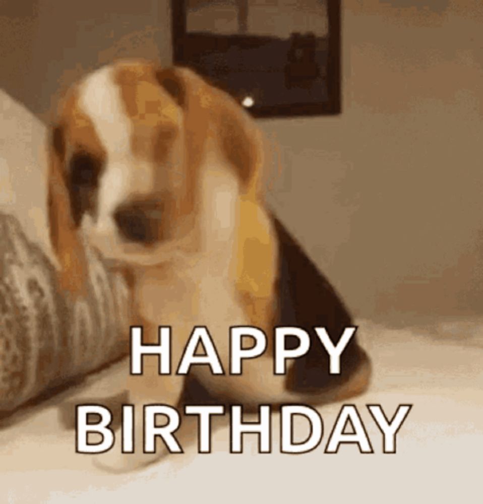 a brown and white dog is sitting on a bed with the words `` happy birthday '' written on it .