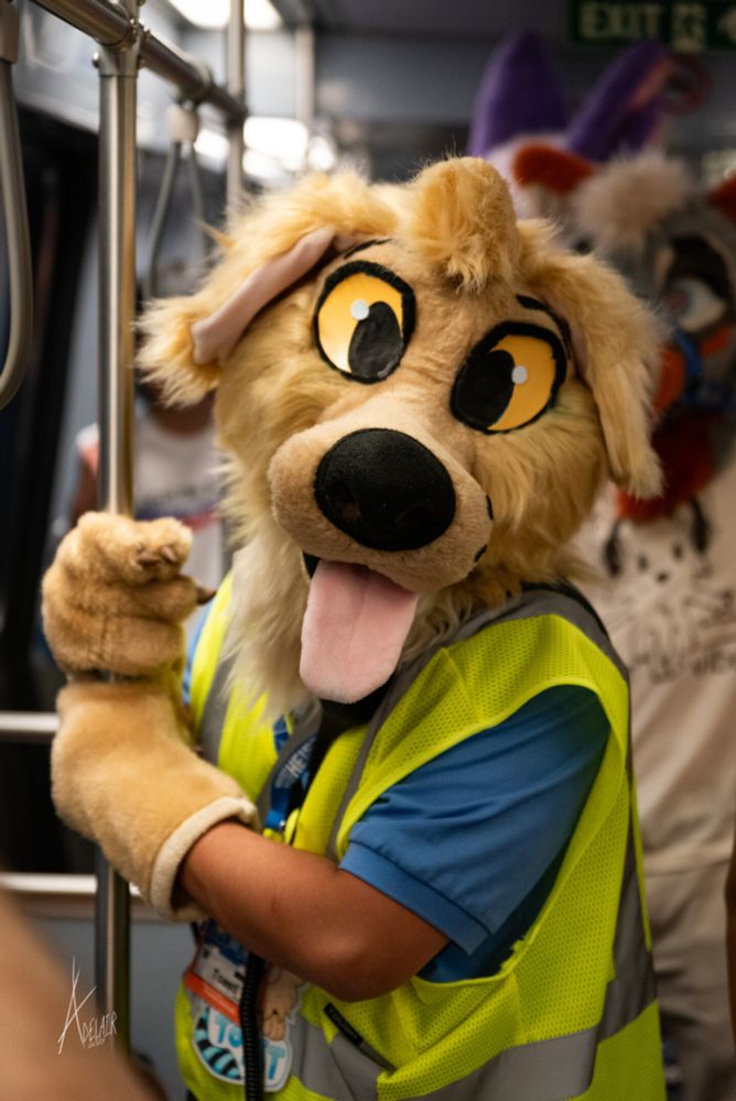 Toast, a golden retriever fursuiter, rides the subway