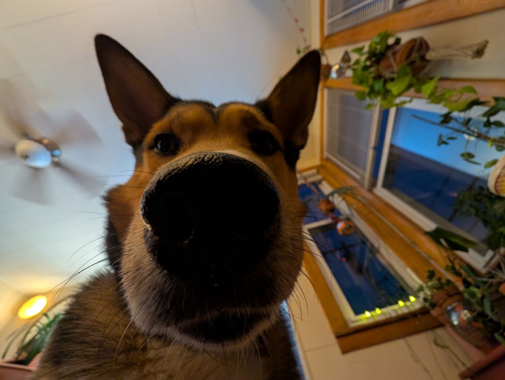 A dog looks down at the viewer. The photo is using a fisheye effect so that the dog's nose appears enlarged.