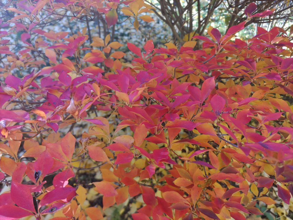 ドウダンツツジの紅葉
全ての葉が赤く染まっておらず、鮮やかな赤、朱色、橙色が美しく混ざり合っている。