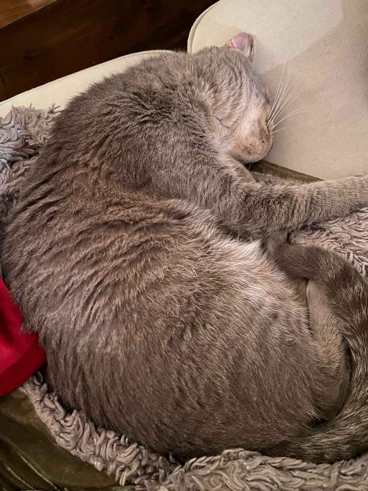 A grey cat, sleeping on a couch.