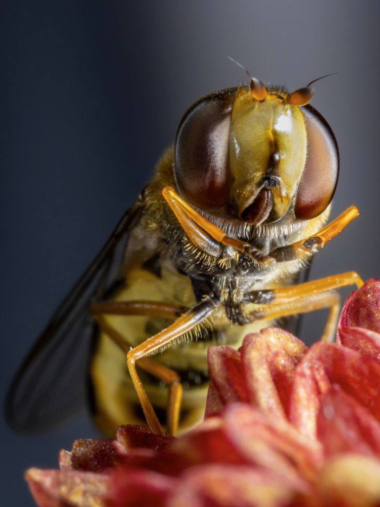 very close up of a hoverfly on a flower, showing the compound eye structure and mouth