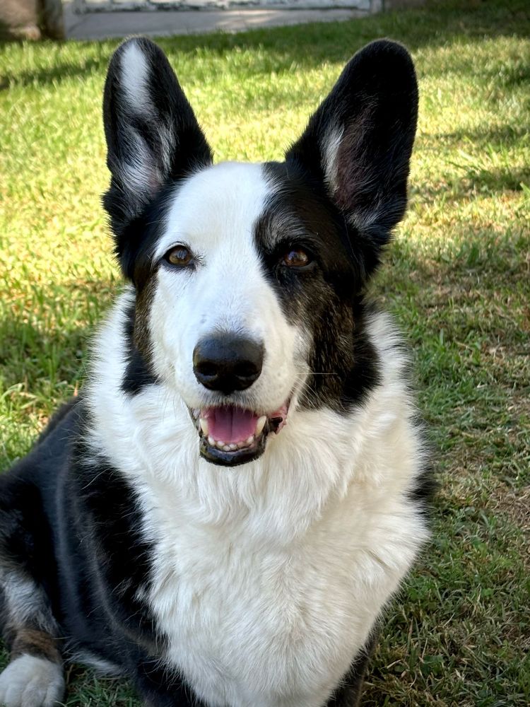 A very handsome black and white Cardigan Welsh Corgi smiling in a grassy yard on his 12th birthday