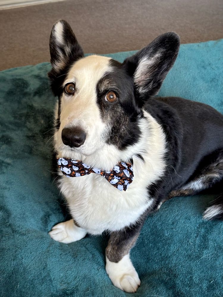 B/W Cardigan Welsh Corgi sitting on a green blanket and wearing a black bow tie with white ghosts on it. 