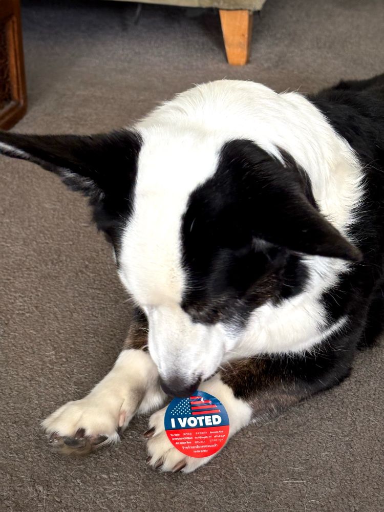 B/W Cardigan Welsh Corgi sniffing an “I voted” sticker that is on his paw 