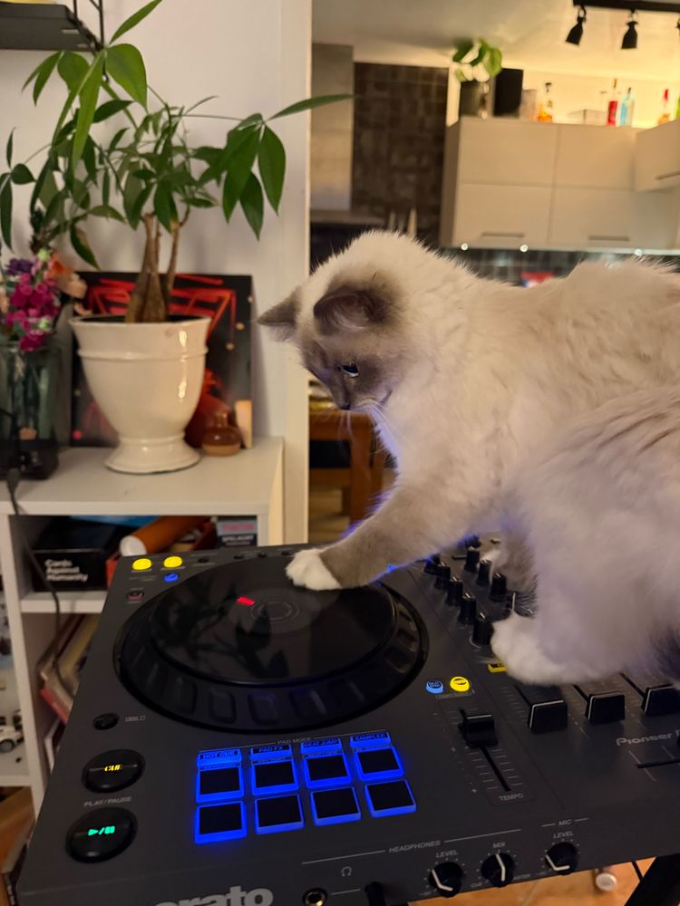 a small mitted ragdoll cat sitting on a DJ controller with its paw on the left jog wheel. the controller is a large flat plastic rectangle with two big wheels lying flat on top and a bunch of buttons, dials and sliders labeled after certain audio parameters. she's looking very intently at the joghweel