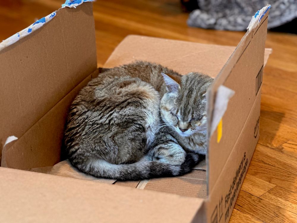 A brown cat sleeping in an empty Amazon box