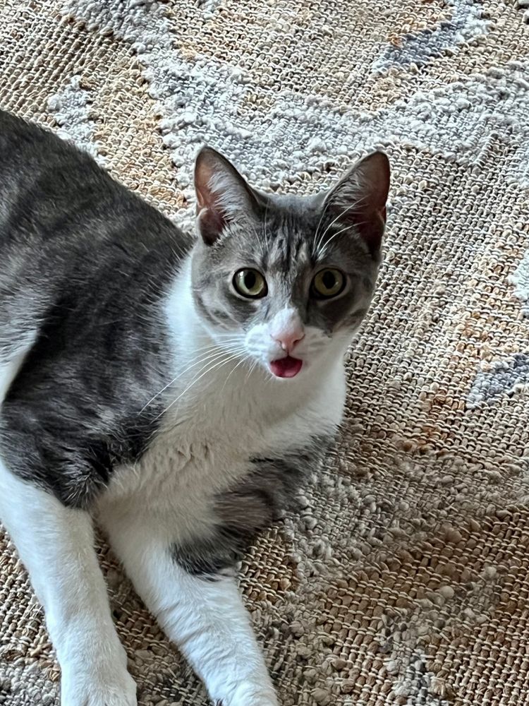 Gray and white cat lounging with tongue out (known as blepping)