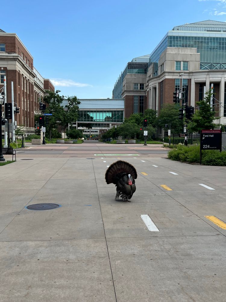 Turkey with tail feathers splayed out and puffed up, standing in the middle of a road on campus