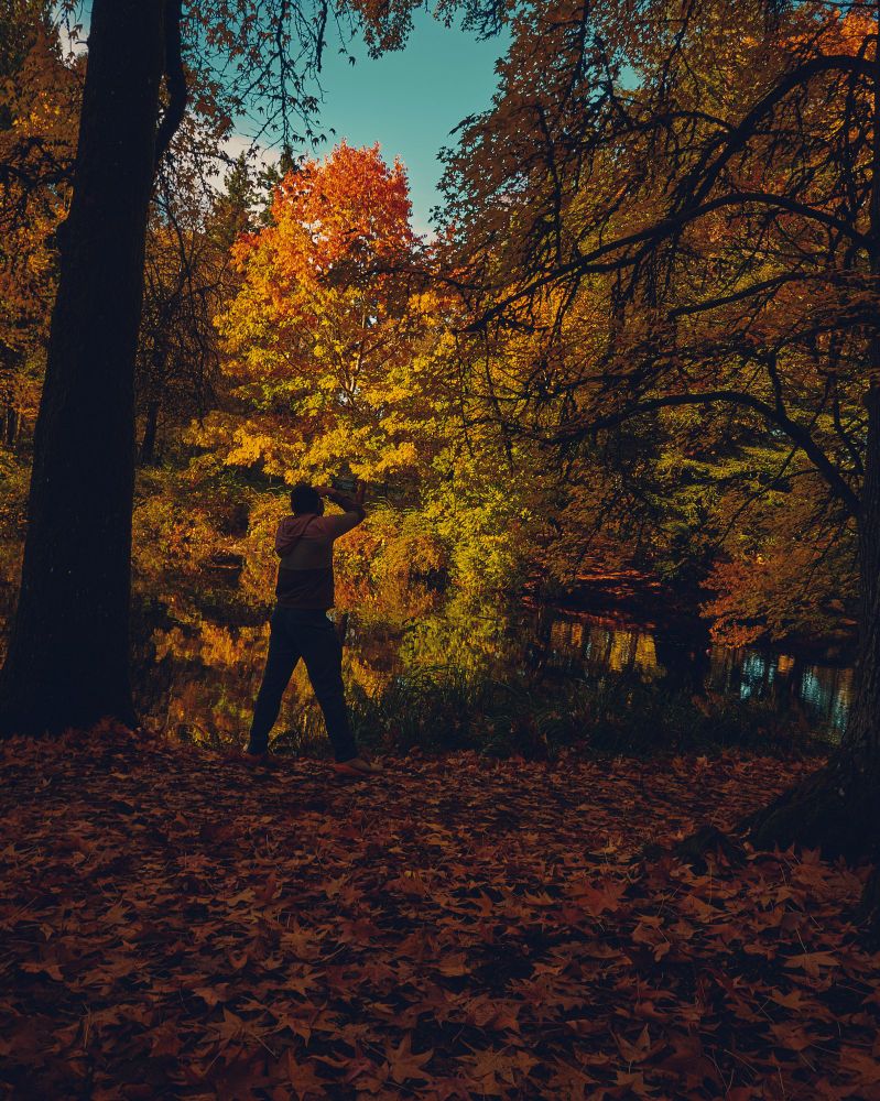 A color photo of a fall scene. A man takes a photo of the foliage among the scattered leaves, and sunlight paints the trees in the distance.