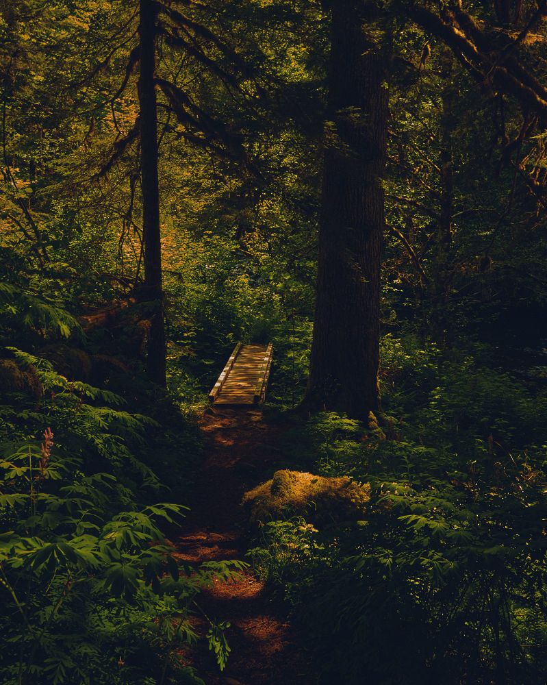 A color photo of a trail winding through an old growth forest. The green foliage surrounding the frame, with the path leading over a wooden bridge that’s been there for decades.