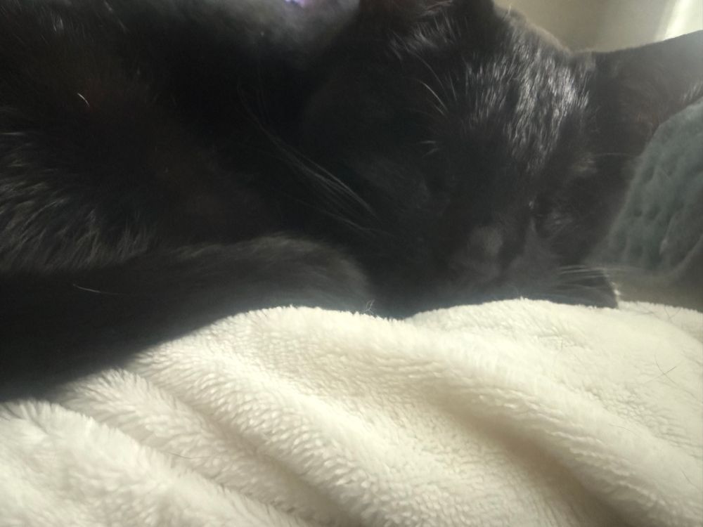 Black kitten with no eyes sleeping 