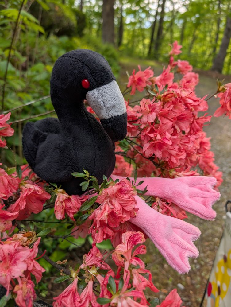 A handmade plushie of Jerry the black flamingo from Sleep Token sitting in a red azalea bush.