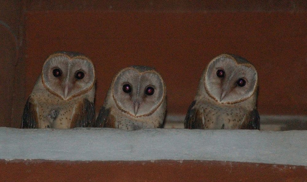 Three barn owls look down at me from a ledge. It's an old digital camera in low light, and must have been at least a little zoomed in (they were on the 3rd floor) so the image is blurry and grainy, and unsettling. Everything is lit with a flash, including their eyes, which is also unsettling. The building appears to be a dark red, while the front edge of the ledge is white.

The owls are adorable, though - the two on the left looking at me very directly, and the one on the right with a curious tilt to its head.