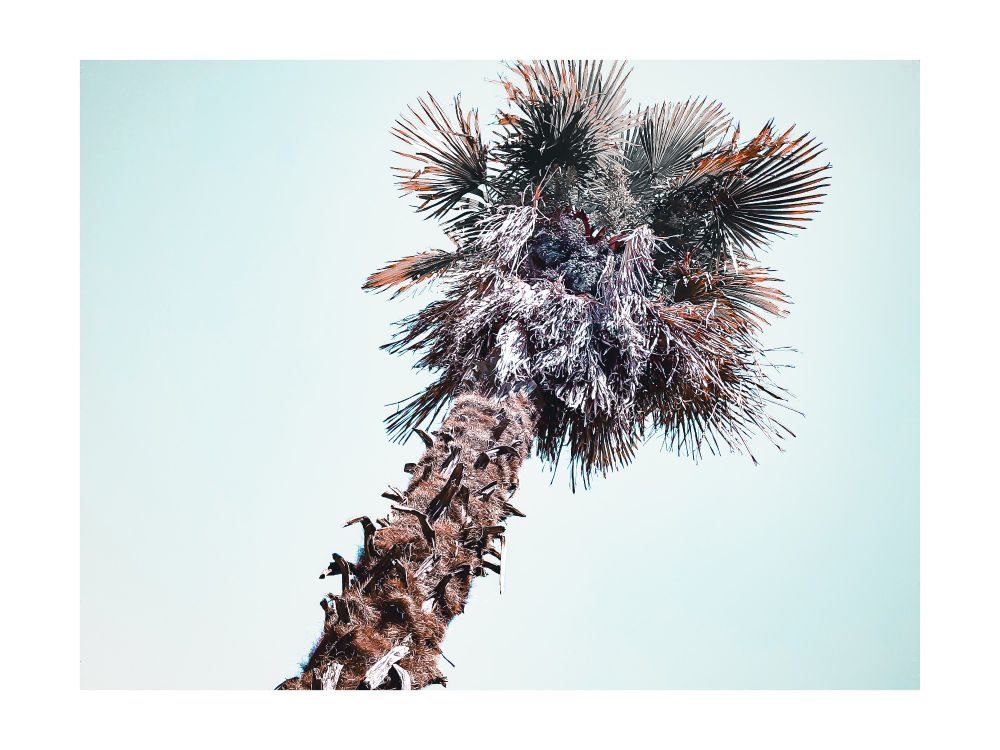 A lightly washed out photo of a palm tree from a lower angle, looking up into a bright, faded blue sky. A thick boarder akin to a Polaroid surrounding it, giving a retro anesthetic to the image. 