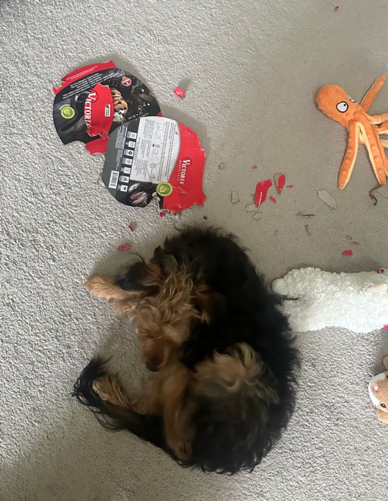 A brown and black terrier lays in a ball shape on carpet. Above is red and black cardboard and many shredded bits. There are toys as well