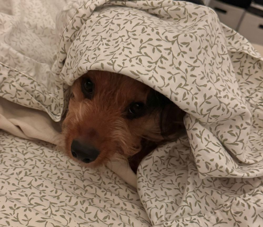 Small dog with head popping out of sheets