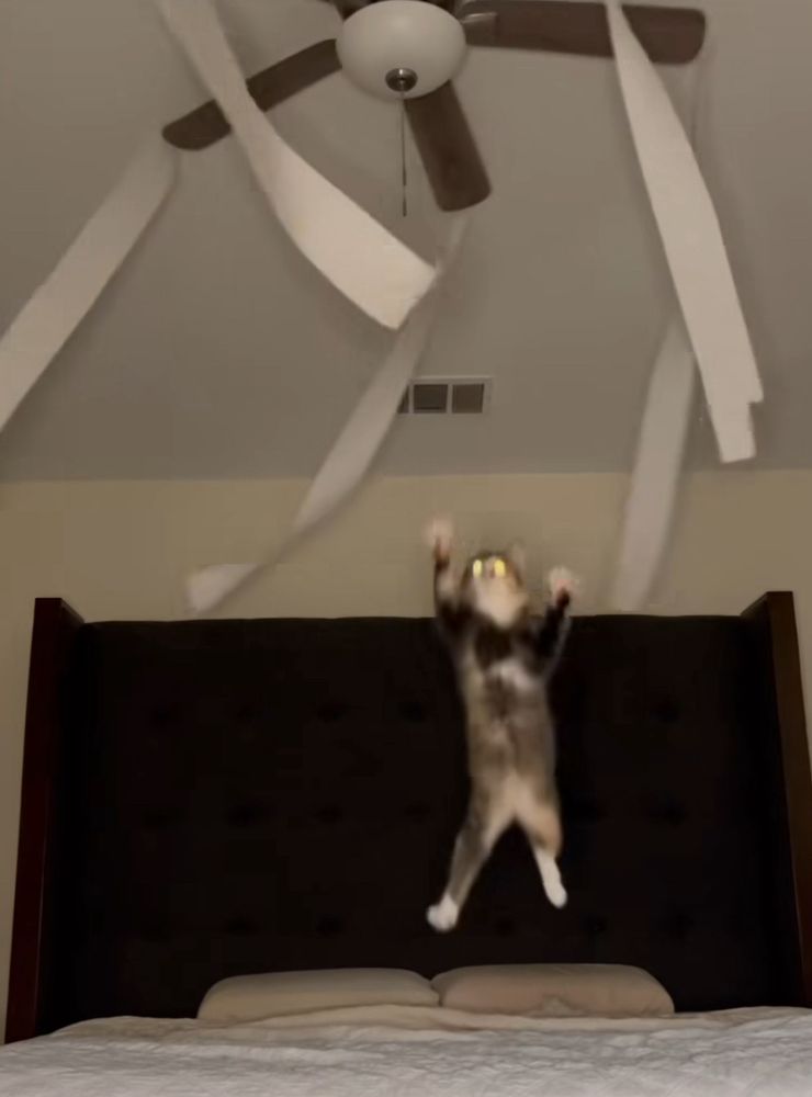 A cat is jumping on a bed, trying to reach some toilet-paper streamers attached to the blades of the ceiling fan. The cat’s eyes are glowing yellow.