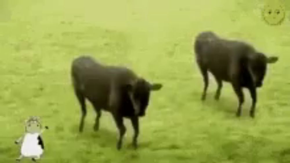 three cows are standing in a grassy field with a cow in the background .