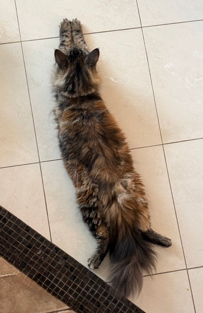 Seaweed (brown cat) splooted on a white tile floor