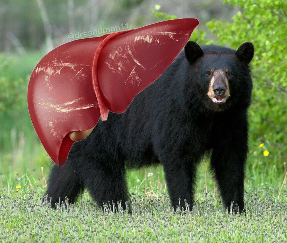 Liver on a bear 