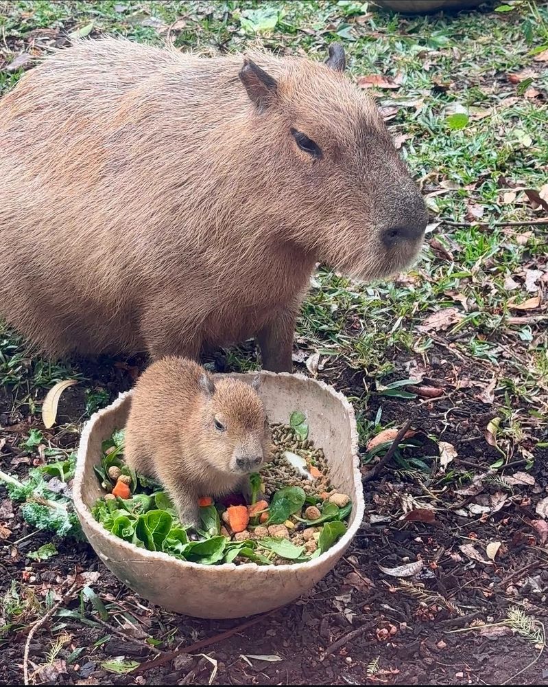 Resident capybara with attending capybara 