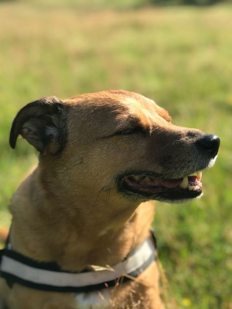 Toby the dog after a speedy park dash. 