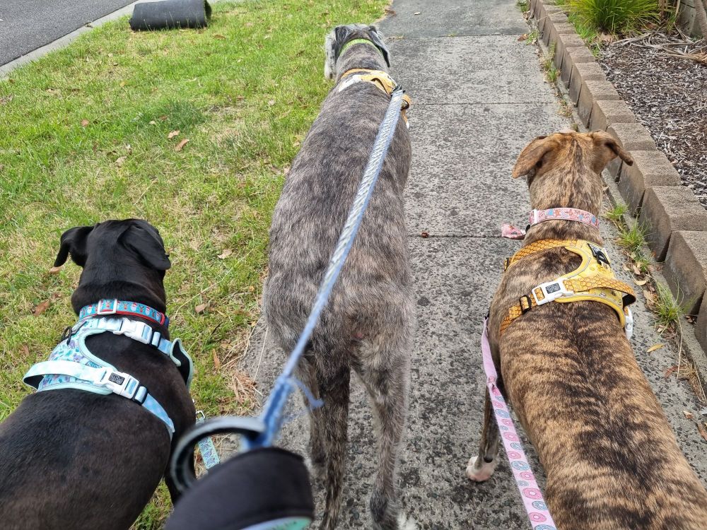 Black mixed breed dog, Irish wolfhound and staghound x out for a dog walk