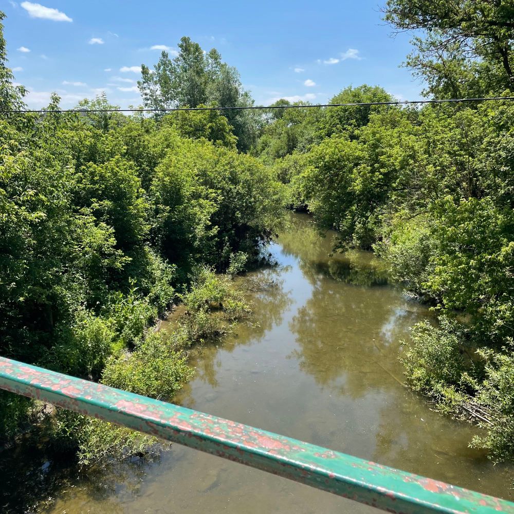 a view from a bridge. everything is verdantly green and glowing in the sunlight. the bridge is overlooking a river that flows with crayfish and other wildlife