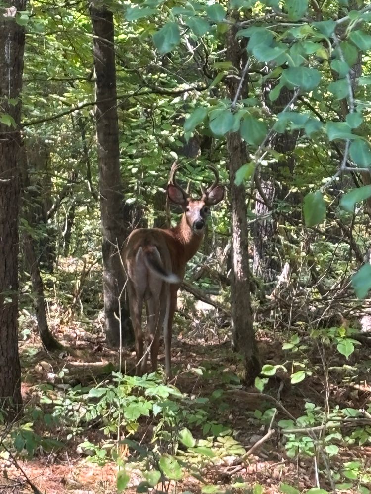 it's a deer in the bush! the deer's body is turned away from the camera, but it's head is turned to look at me