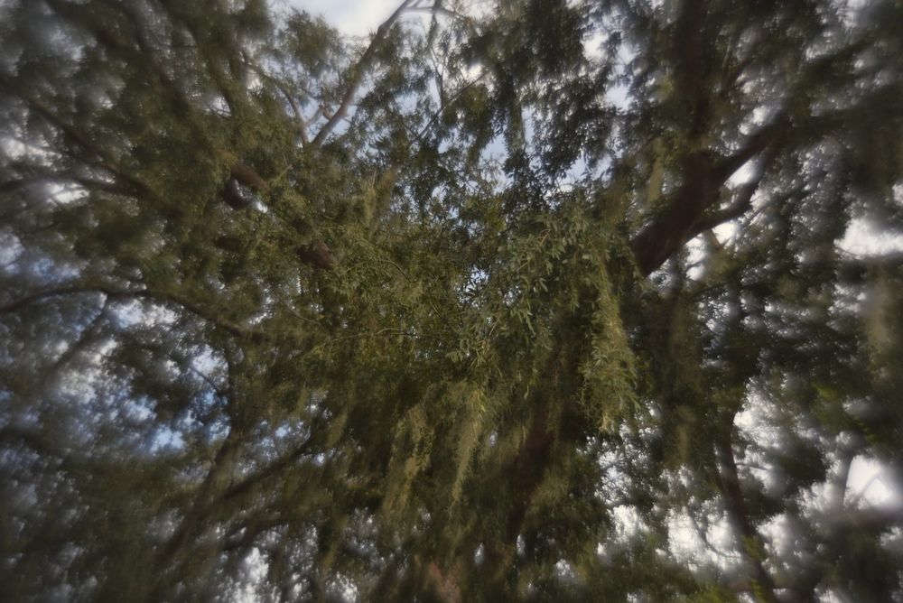 The mossy branches of an oak tree, blurred and distorted around the edge 