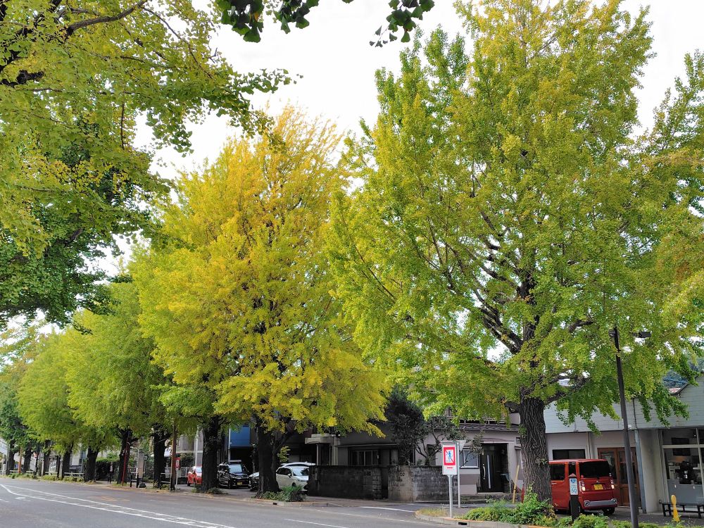 高尾の甲州街道のイチョウ並木