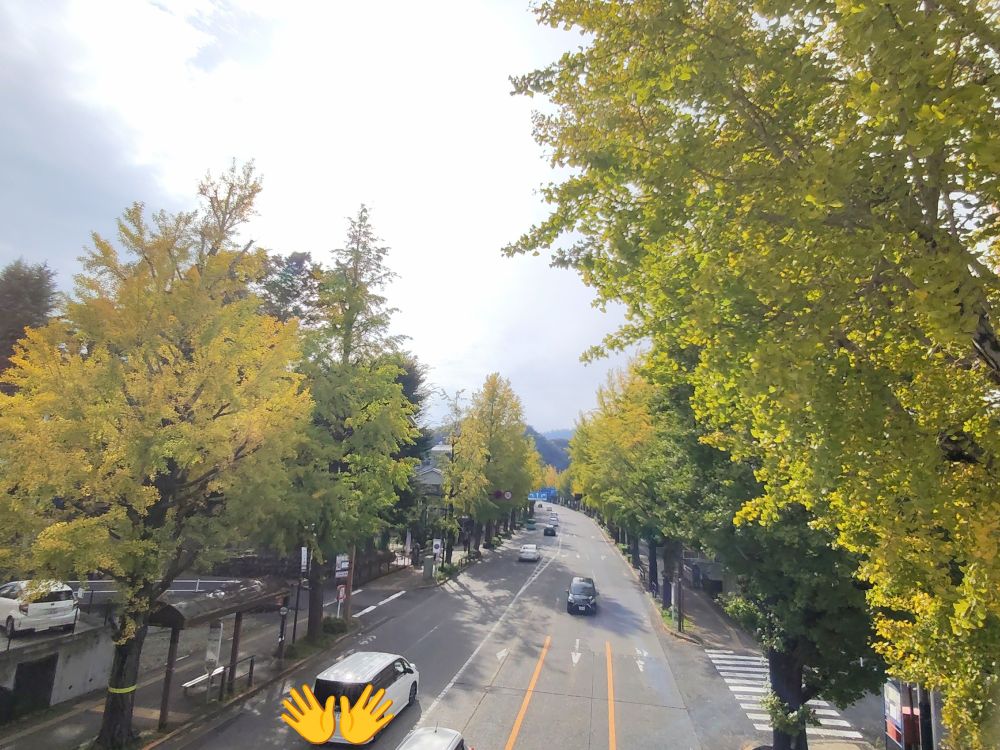 高尾の甲州街道のイチョウ並木