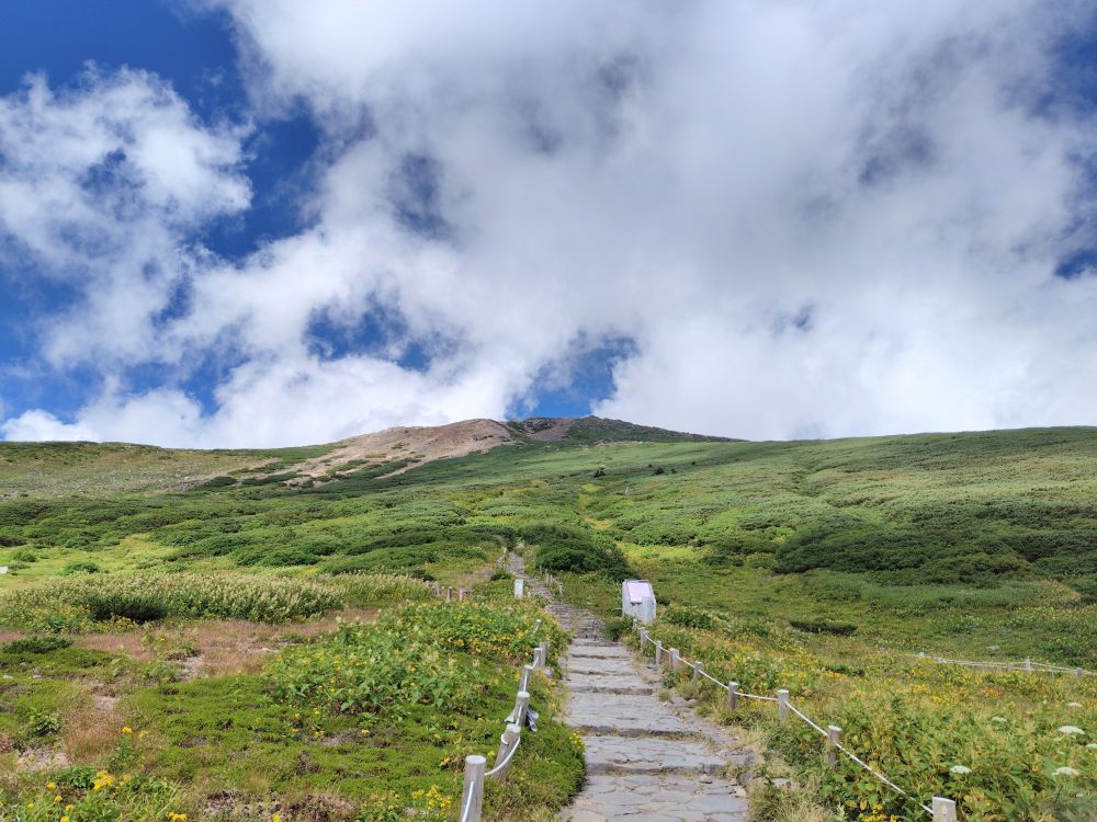白山へと続く花咲く登山道
