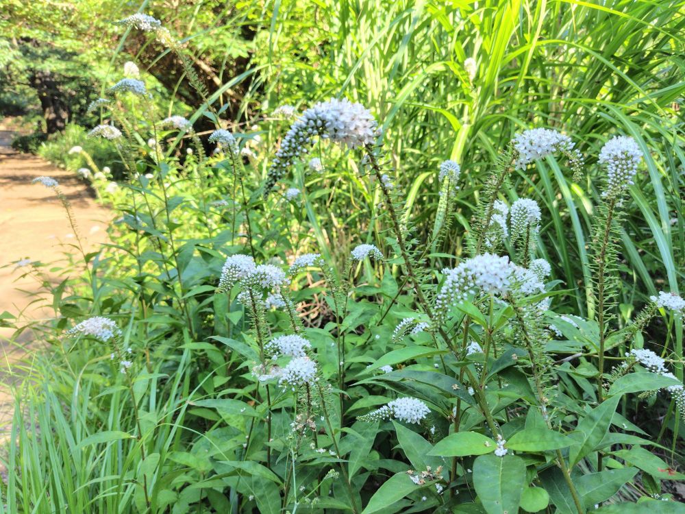 小仏城山から高尾山へ続く道の途中に群生していたオカトラノオ
