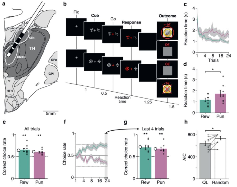 Human thalamic low-frequency oscillations correlate with expected value and outcomes during reinforc...