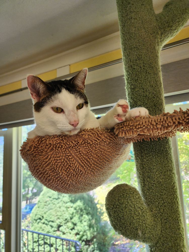 A white and dark brown cat with his head sticking up above a tan cloth basket on top of a cat tree near a window.