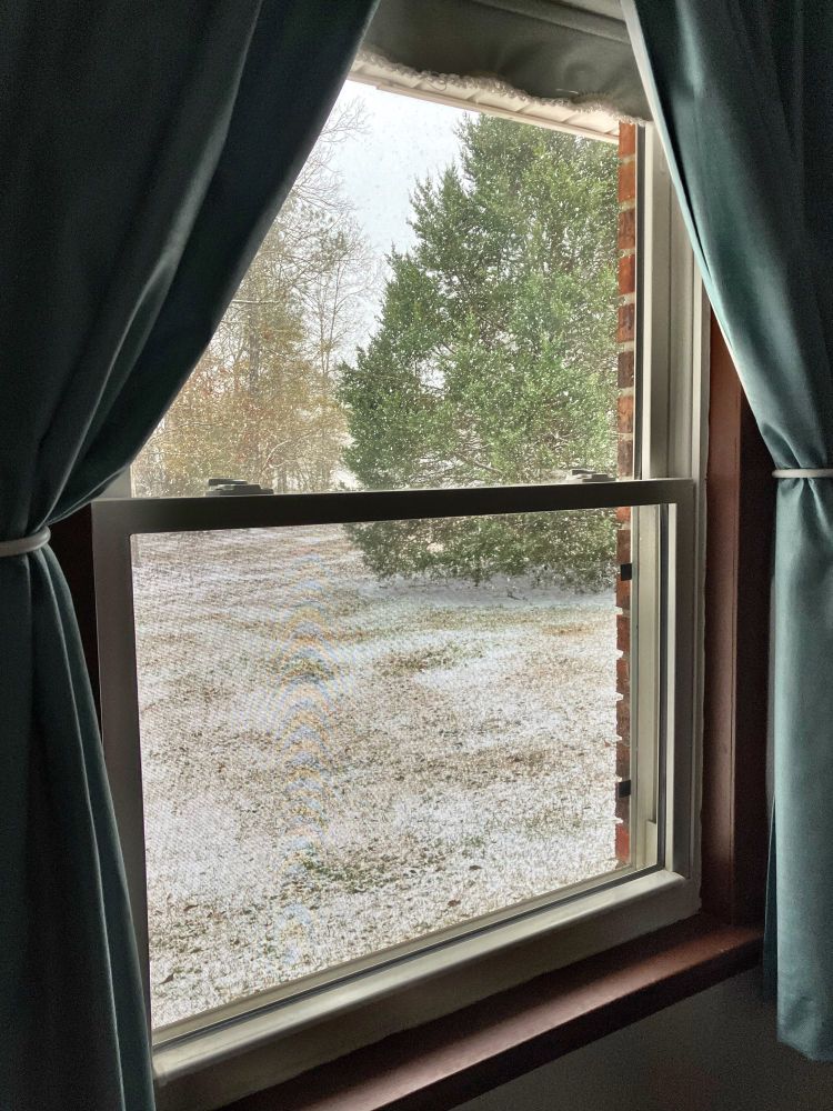 A picture looking out of a window. There is a scattering of snow on the ground and you can see large clumps of snowflakes falling. In the background is a cedar tree, shaped like a perfect Christmas tree. 