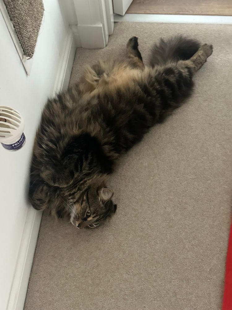 Our fluffy tabby cat (Saffy) lying on the floor having an existential crisis 