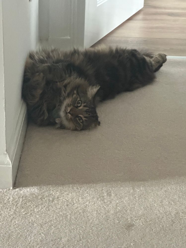 Our fluffy tabby cat (Saffy) lying on the floor having an existential crisis 