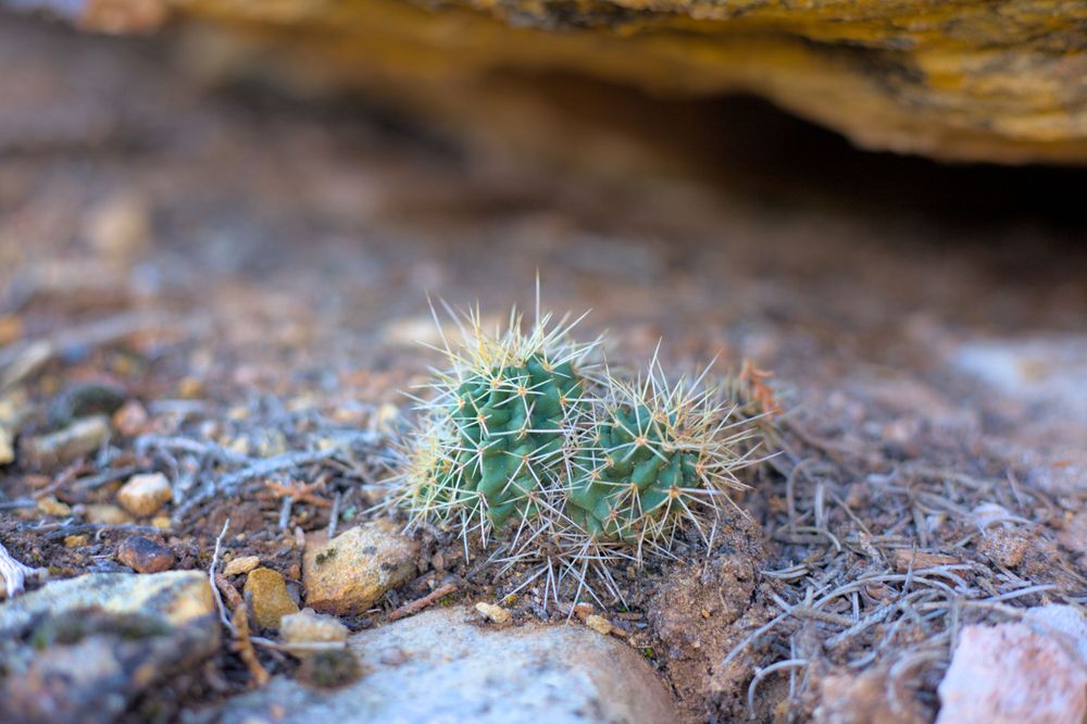 A cactus living on the side of the canyon. Enough dirt has blown on to a large rock to give the cactus a place to root.