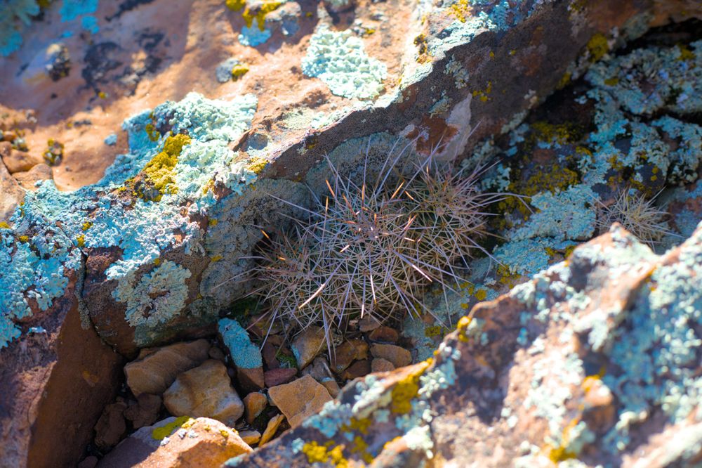 A cactus living in the crack of a large boulder on the side of the canyon. The boulder is covered in lichen of various colors.