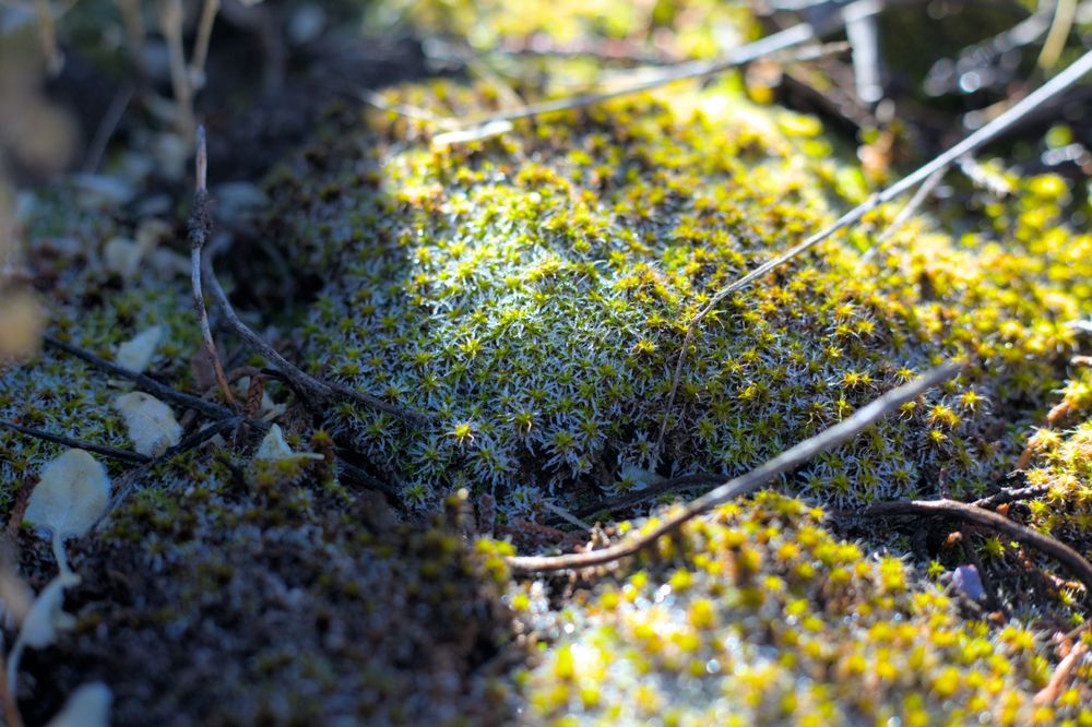 Moss that is starting to thaw, ice crystals cover half the moss
