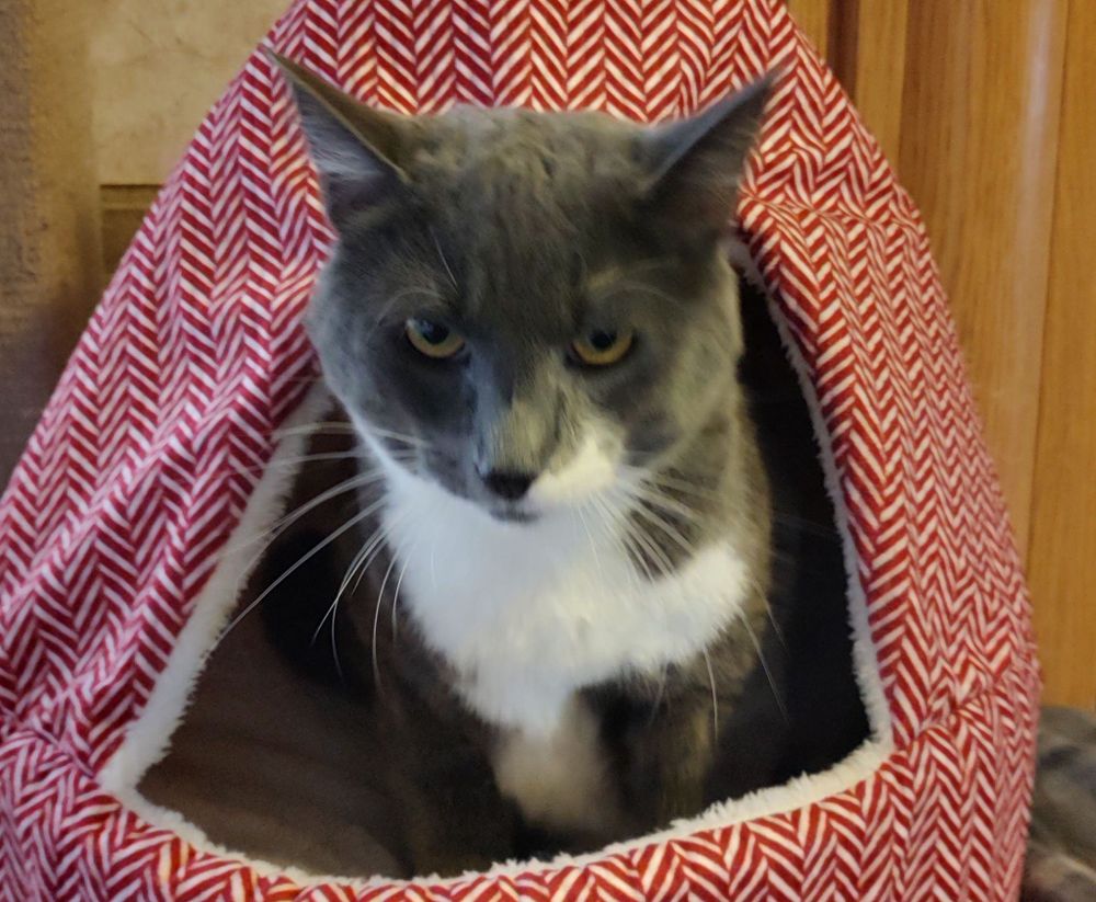 Noncatus the rescue in a cat bed