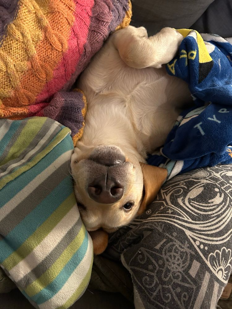 Lenny, a yellow Labrador, lies upside down on the couch. The photo is a close up of his goofy upside down face. He is surrounded by a selection of brightly coloured pillows and hot water bottles and is covered by a pokémon blanket. He looks supremely pleased with himself 