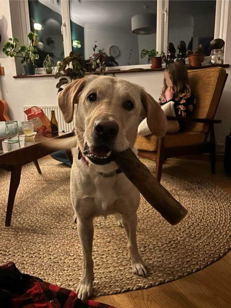 Lenny, a yellow labrador, looks at the camera with a cheerful expression and a large hide chew hanging out of one side of his mouth. His tail is a blur as it is wagging very hard.

Lenny has never had a thought in his life.